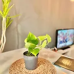 Aparthome דירה בורמוחוס